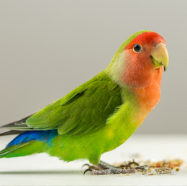 Inseparabile cucciolo. (pappagallo)