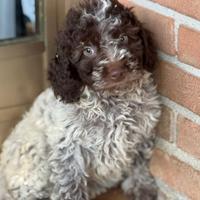 Lagotto romagnolo