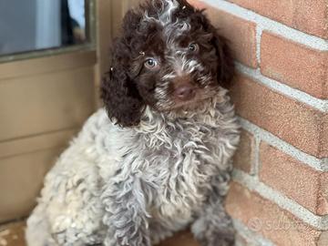 Lagotto romagnolo