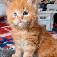 Maine coon cuccioli disponibili