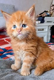 Maine coon cuccioli disponibili