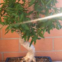 Bonsai melograno