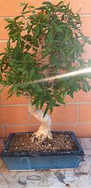 Bonsai melograno