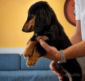 Bassotto kaninchen a pelo lungo maschio