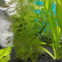 Piante Felce ceratopteris acquario