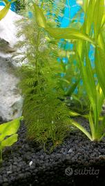 Piante Felce ceratopteris acquario