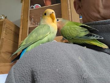 Inseparabili allevati a mano