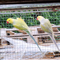 Parrocchetti dal collare