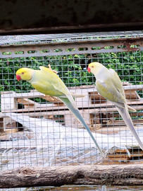 Parrocchetti dal collare