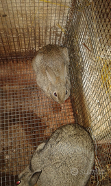 Conigli selvatici di tutte le misure