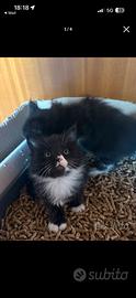 Gattina Maine coon