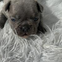 Bulldog francesi cuccioli merle