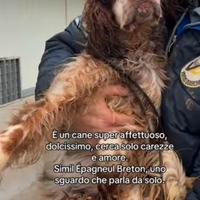 Cane in adozione tg medio piccola