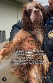 Cane in adozione tg medio piccola