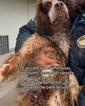 Cane in adozione tg medio piccola