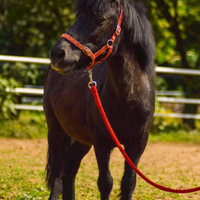 Cavalli e ponies da scuola