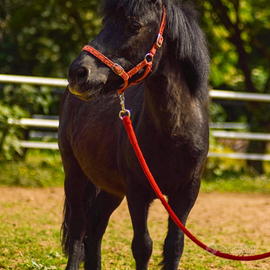 Cavalli e ponies da scuola