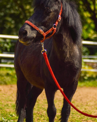 Cavalli e ponies da scuola