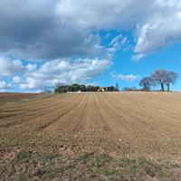 Terreno Agricolo Montecassiano