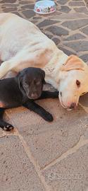 cuccioli labrador 