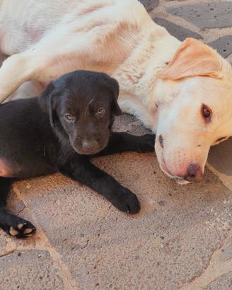 cuccioli labrador 