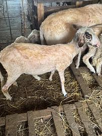 Agnella 8 mesi