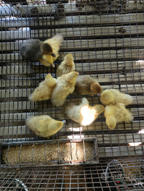 Anatre mute colorate