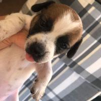 Cucciole jack russell femmine originali
