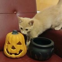 Gattino color cipria