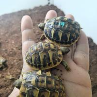 Tartarughe di terra con documenti e microchip