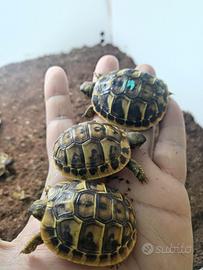 Tartarughe di terra con documenti e microchip