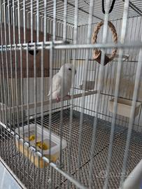 Inseparabili Agapornis roseicollins