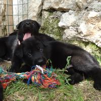 Pastore tedesco nero cuccioli