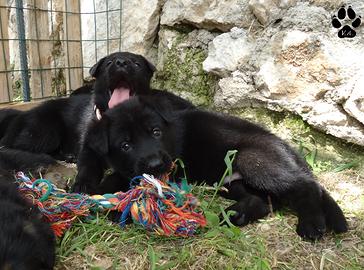 Pastore tedesco nero cuccioli