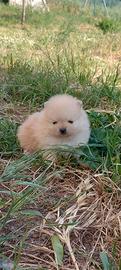 Cucciolini Spitz Volpino di Pomerania nanissimo