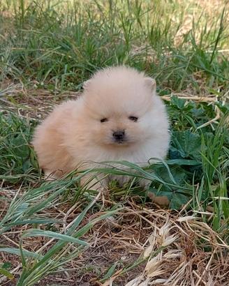Cucciolini Spitz Volpino di Pomerania nanissimo