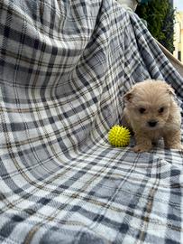 Maltipoo Mini Toy