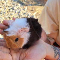 Cuccioli di porcellino d'india