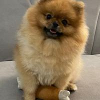 Spitz di Pomerania Femmina