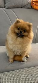 Spitz di Pomerania Femmina