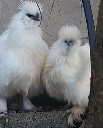 Coppia concincine nane bianche