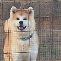 Akita inu