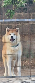 Akita inu