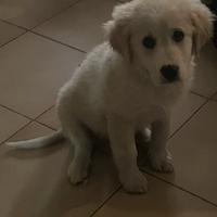 Cucciola incrocio golden retriever