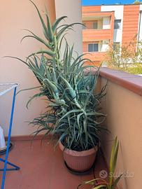 Aloe arborescens