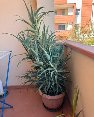 Aloe arborescens