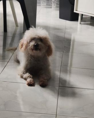 Adozione barboncino