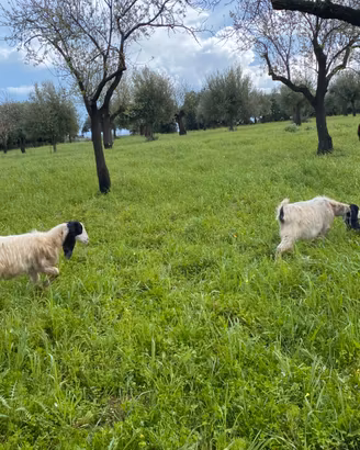 Capre e pecore