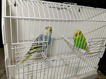 Cocorita