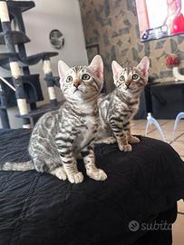 Gatti bengala silver